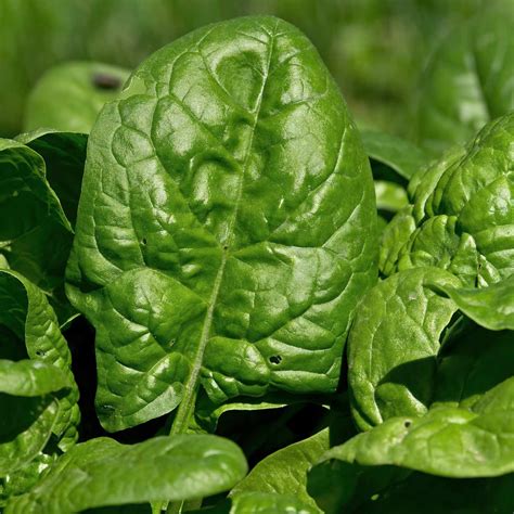Giant Nobel Spinach Seeds - 5 Lb Bulk Seed - Heirloom, Non-GMO