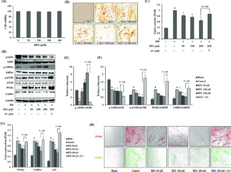 Effects Of Rfg On Adipogenesis And Ampk Pathway In Hamscs A The Cell