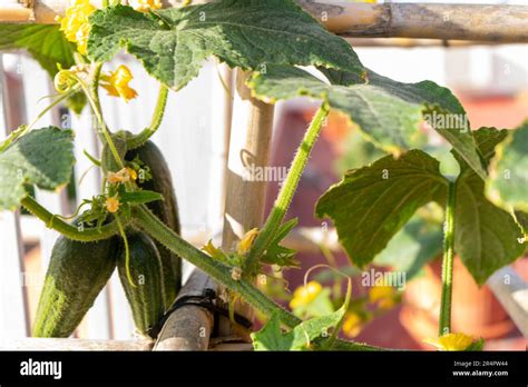 Cucumber Fruit Of A Healthy Organic Cucumis Sativus Plant Of A