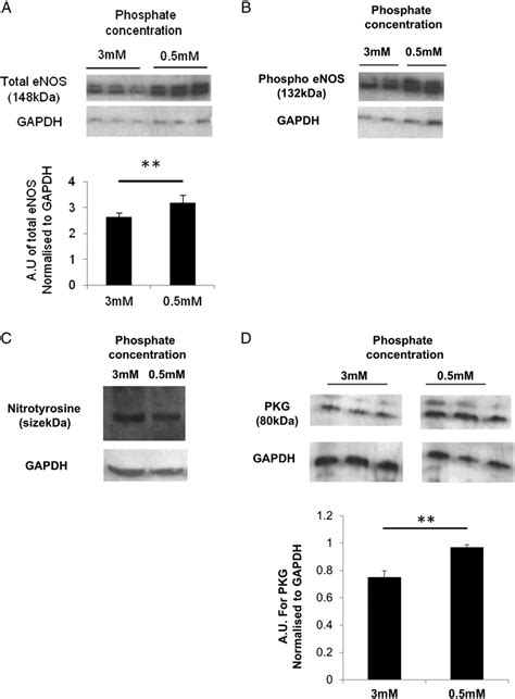 Huvecs Express Reduced Total A And Phospho B Enos And Increased Download Scientific Diagram