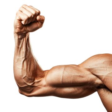 Arm With Contracted Biceps Set Bicep Arm Strong Png Transparent