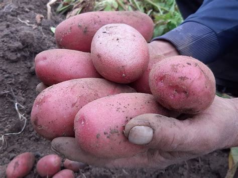 De Acuerdo A Informaci N Entregada Por Seremi De Agricultura Buenos