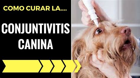 COMO CURAR LA CONJUNTIVITIS EN LOS PERROS SOLO 2 PASOS