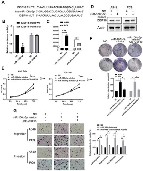 Microrna 106b 5p Inhibits Growth And Progression Of Lung Adenocarcinoma Cells By Downregulating