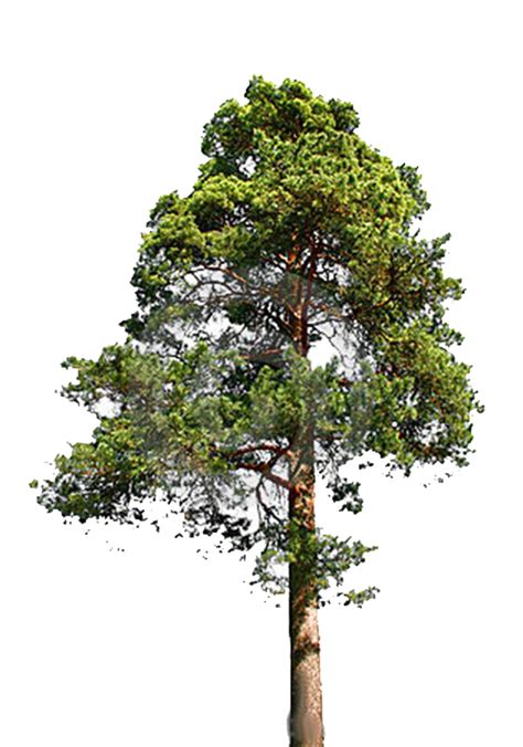 Fir Tree PNG File