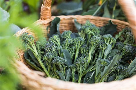 How To Grow And Care For Broccoli