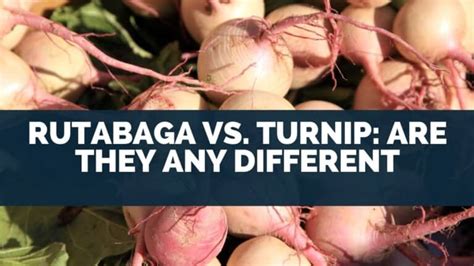 Rutabaga Vs Turnip Are They Any Different