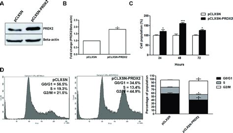 The Effect Of Prdx Overexpression On Cell Proliferation And Cell Cycle