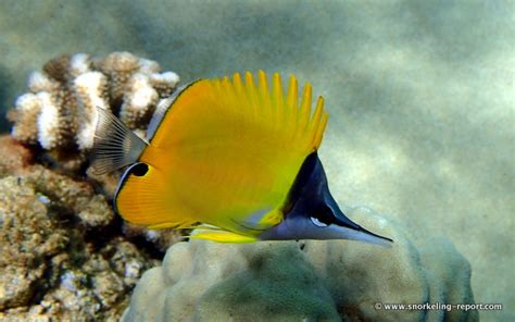 Snorkeling in Napili Bay, Maui | Snorkeling in Hawaii