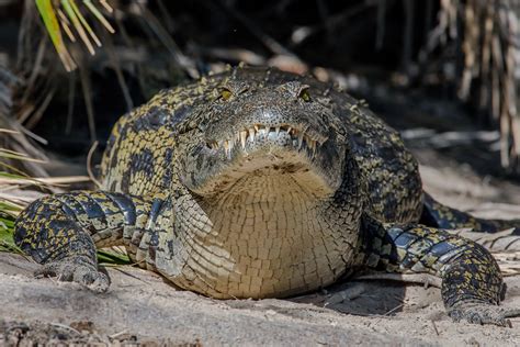 Нильский крокодил Crocodylus Niloticus Nile Crocodile Flickr