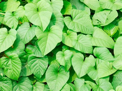 10 Facts About Poison Ivy You Must Know