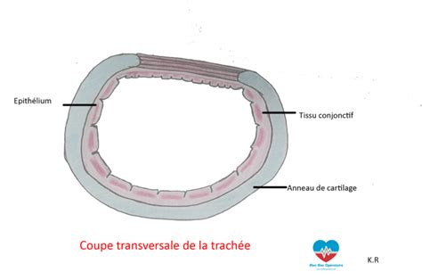 Anatomie Et Pathologie En Chirurgie Thoracique Mon Bloc Op Ratoire