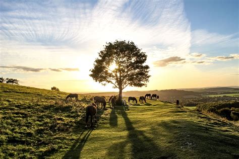 Spectacular South Downs Trees Nominate Your Favourite South Downs