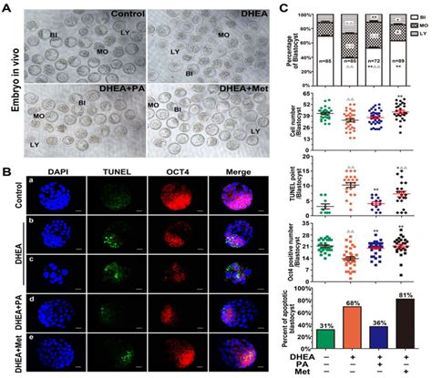 Effect Of Pachymic Acid Pa On Early Embryo Development In Polycystic