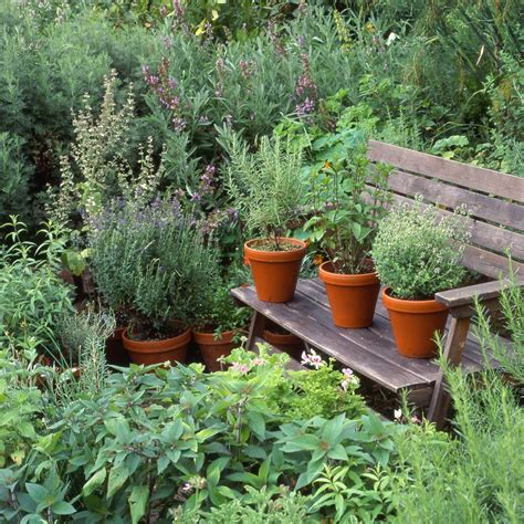 How To Start Growing Herbs In Pots Frugally Me