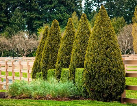 Juniper Tree A Tree Useful In Landscape Plantings