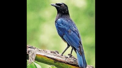 'Whistling schoolboy' spotted by bird-lover | Navi Mumbai News - Times ...