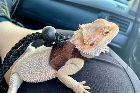 How To Travel With A Bearded Dragon Safely And Maintain Heat