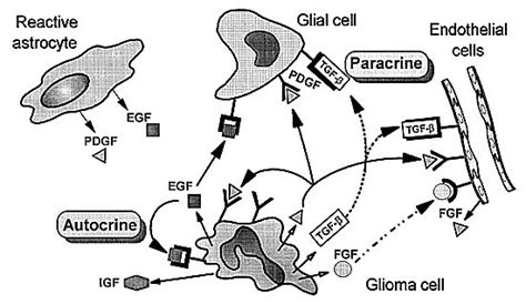 Genetics Of Adult Malignant Gliomas