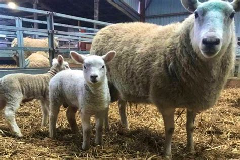 20 Welsh Mule Texel Cross Store Breeding Ewes Lambs With Lambs At