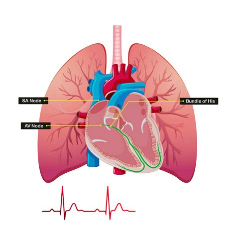 The Heart And How It Works Our Heart Hub