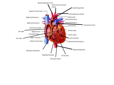 Heart Diagram - Anna's Anatomy Website