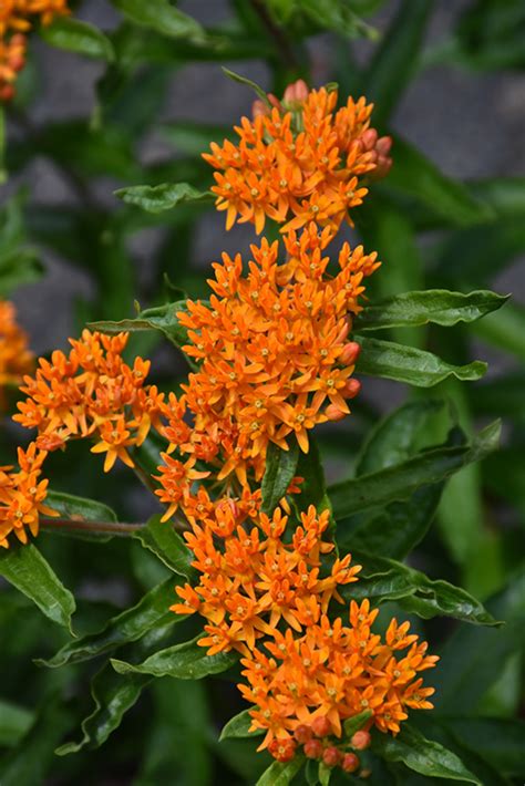 Butterfly Weed Buchanans Native Plants