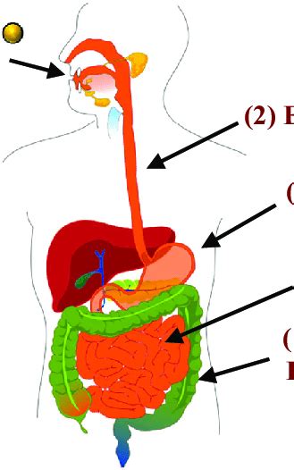 Schematic Diagram Of The Different Regions Of The Human Download