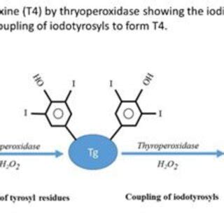 Below Illustrates The Enzymatic And Nonenzymatic Reactions Mediated By