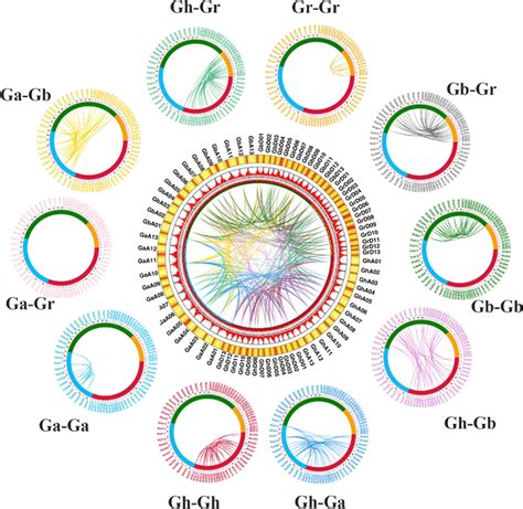 Collinear Relationship Of Repeated Gene Pairs In Four Gossypium Species Download Scientific