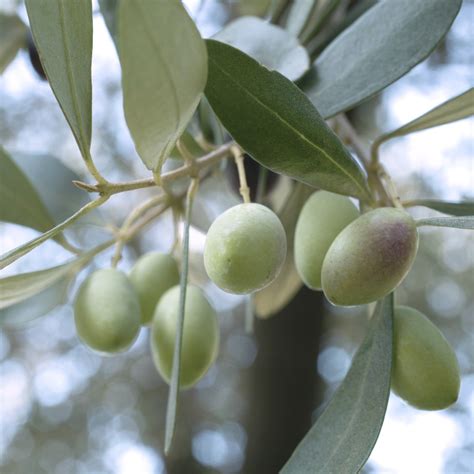 Le Principali Cultivar Calabresi Igp Olio Di Calabria