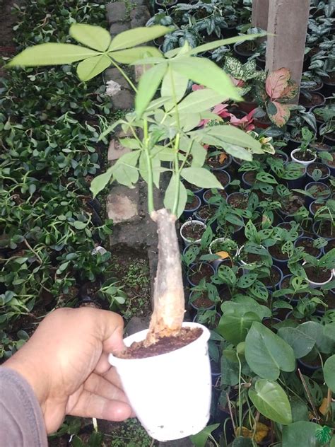 Buy Pachira Money Tree Online Peppyflora