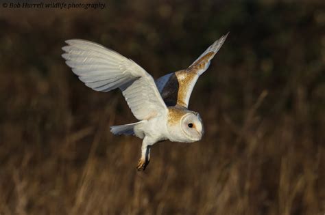 Barn Owl Bob Hurrell Wildlife Flickr