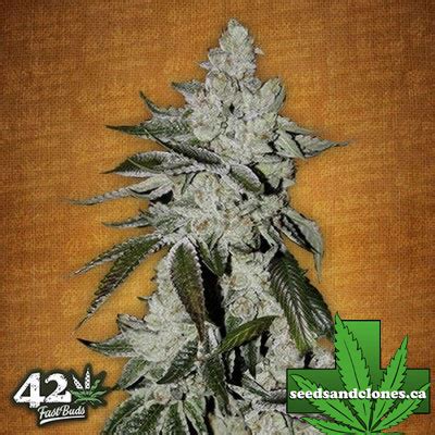 Girl Scout Cookies Auto Seeds | Autoflower Girl Scout Cookies Seeds