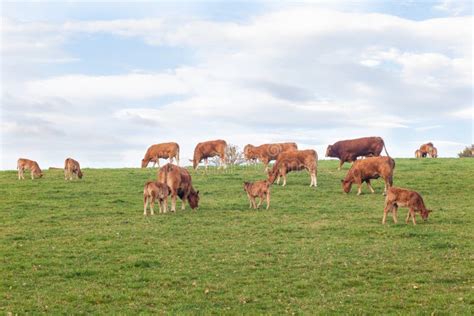 Limousin Calves In Spring Rain Stock Photo Image Of Group Brown