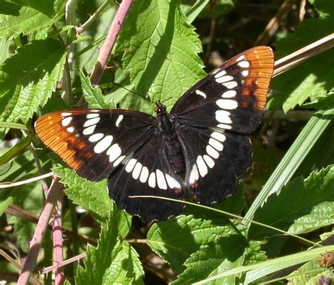 Common Butterflies On The Santa Lucia Preserve Santa Lucia Conservancy