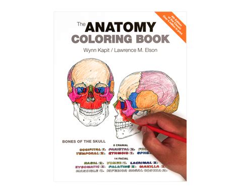 Anatomy Coloring Book, (4th Edition) - Coloring Concepts, Inc.