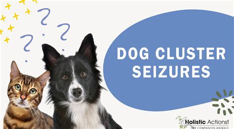how to stop cluster seizures in dogs