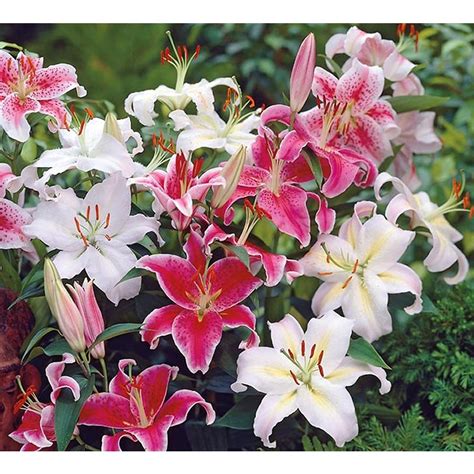 5 Count Oriental Lily Bulbs (L5754) at Lowes.com