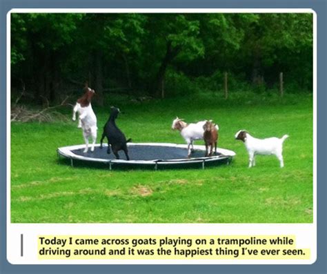 Goats playing on a trampoline…