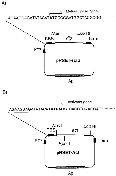 Schematic Representation Of Structure Of The Expression Plasmids