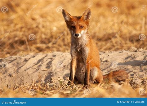 Alert Red Fox Sitting On The Ground And Facing Camera At Sunrise Stock