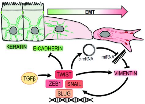 Epithelial Mesenchymal Transformation