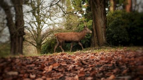 Premium Photo | A deer at wollaton park, nottingham, uk.