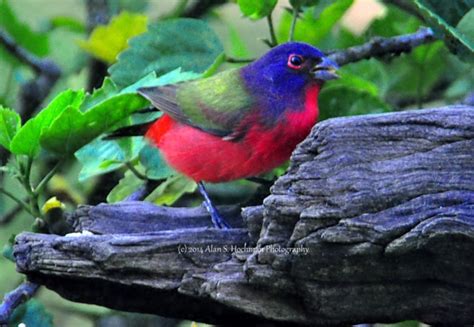 Painted Bunting - MALE