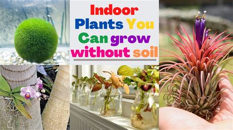 Plants You Can Grow Without Soil YouTube