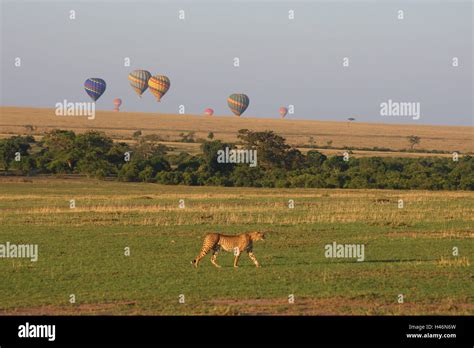 Ballon Safari Steppe Gepard Masai Mara Afrika Kenia