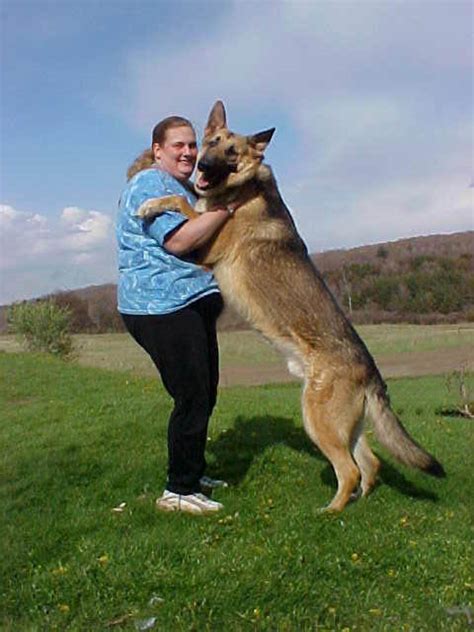 About Dog Shiloh Shepherd: Basics of Shiloh Shepherd Training