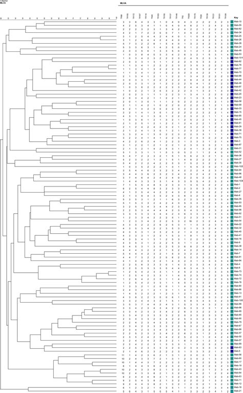 Frontiers Highly Discriminative Genotyping Of Mycobacterium Abscessus Complex Using A Set Of