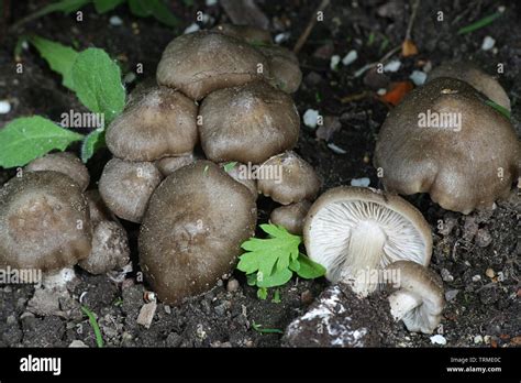 Entoloma Clypeatum Known As The Shield Pinkgill Mushroom Growing Wild